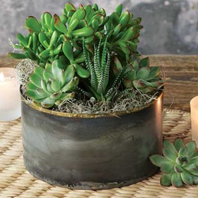 Olive & Cocoa Zen Garden Succulent