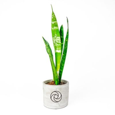 Large Concrete Parker Line - Snake Plant