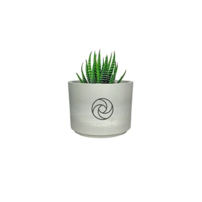 Mini Gray Mason Line - Zebra Succulent