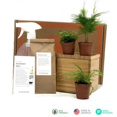 Desktop Fern Garden in Bamboo Planter