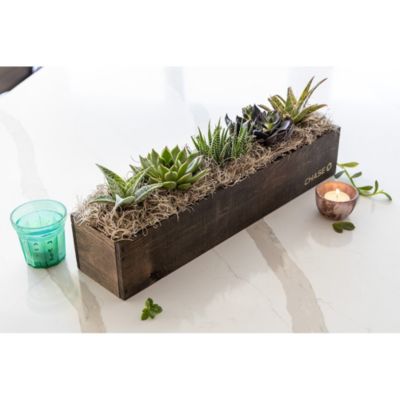 Olive & Cocoa Giselle Succulent - Chase