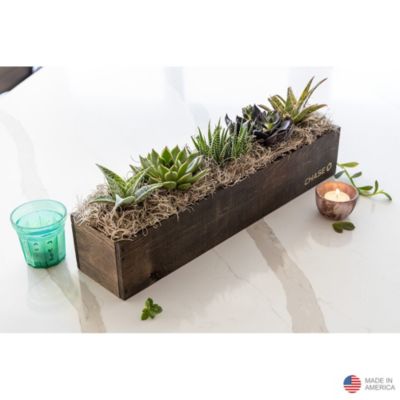 Olive & Cocoa Giselle Succulent - Chase