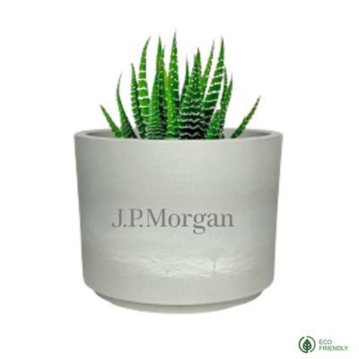 Zebra Succulent in Mini Mason Pot - J.P. Morgan