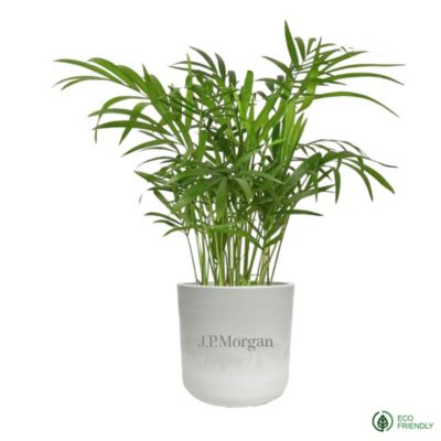 Desk Plant in Large Mason Pot - J.P. Morgan