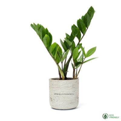 Desk Plant in Large Wilson Pot - JPMC