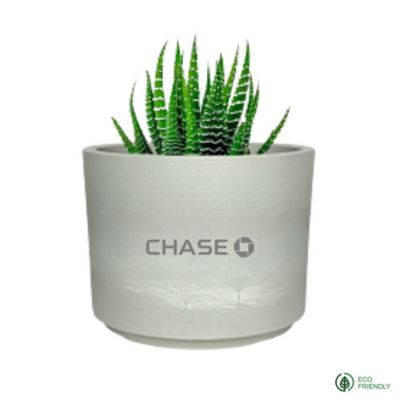 Zebra Succulent in Mini Mason Pot - Chase