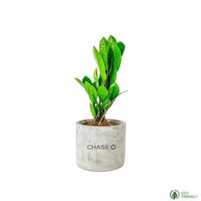 ZZ Plant in Large Parker Pot - Chase