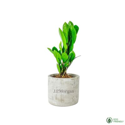 ZZ Plant in Large Parker Pot - J.P. Morgan